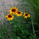 Black-eyed Susan